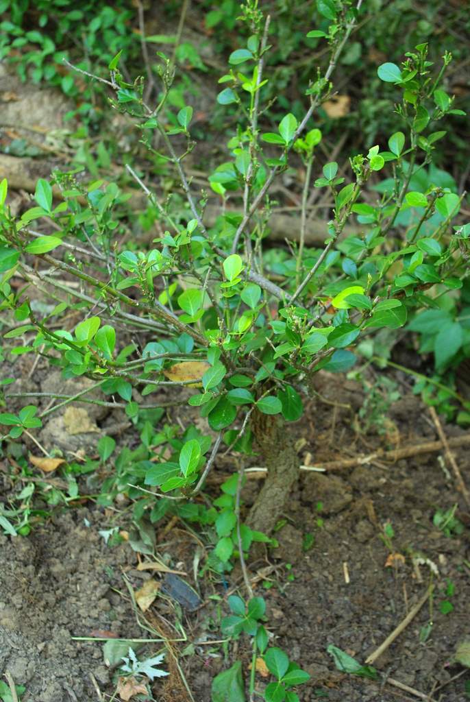 It's Not Work, It's Gardening!: Planting bamboo